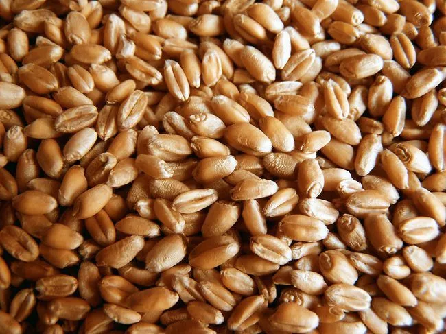 пшеница фуражная  в Йошкаре-Оле